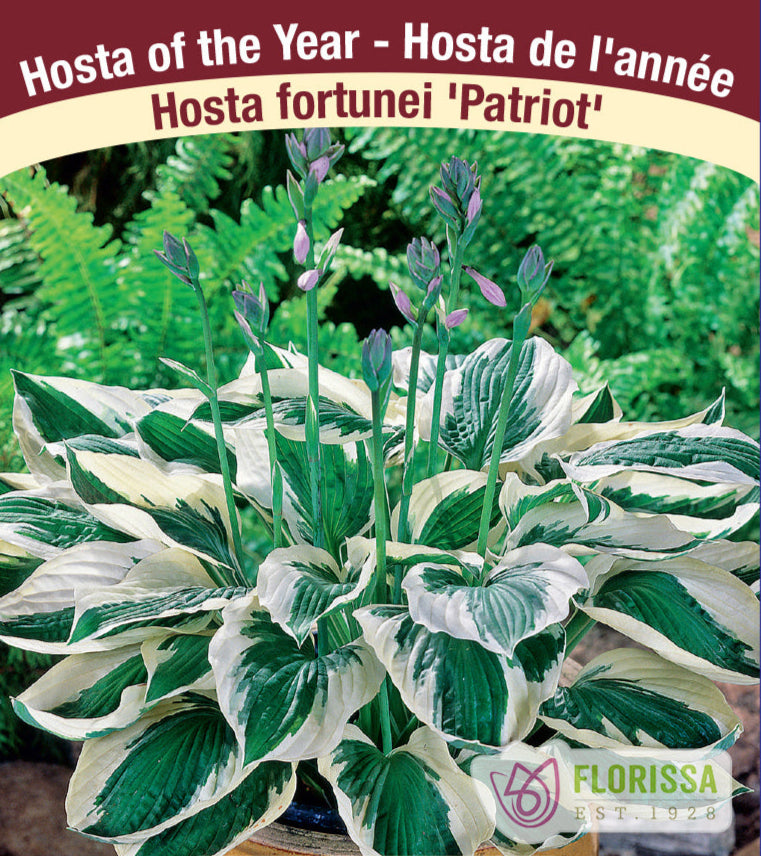 Hosta - Patriot, 1 Pack