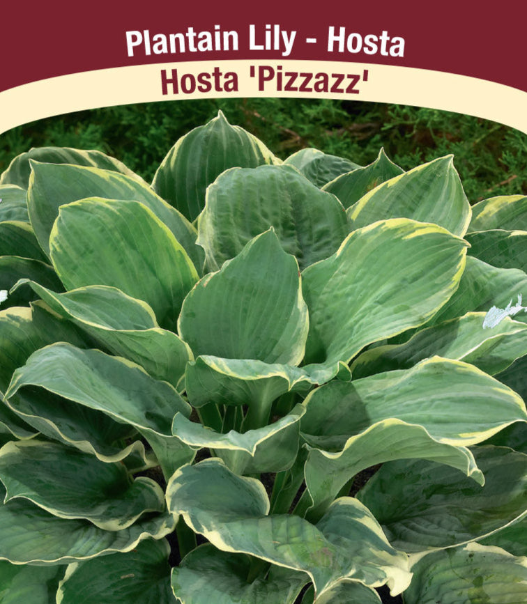 Hosta - Pizzazz, 1 Pack