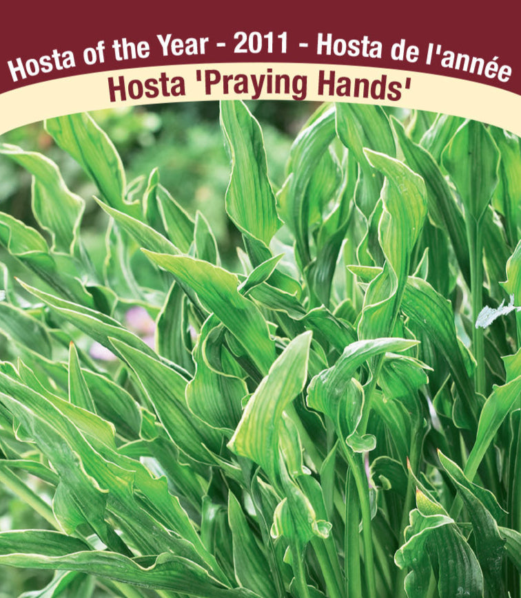 Hosta - Praying Hands, 1 Pack