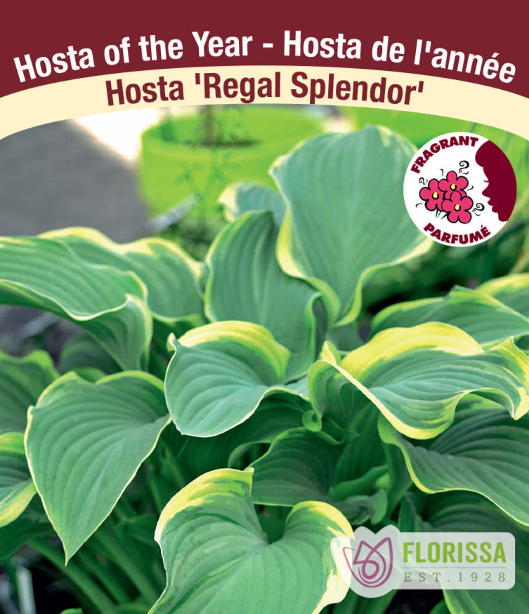 Hosta - Regal Splendor, 1 Pack