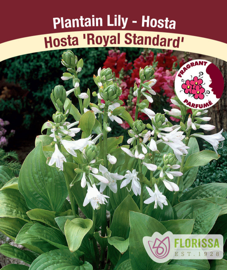 Hosta - Royal Standard, 1 Pack