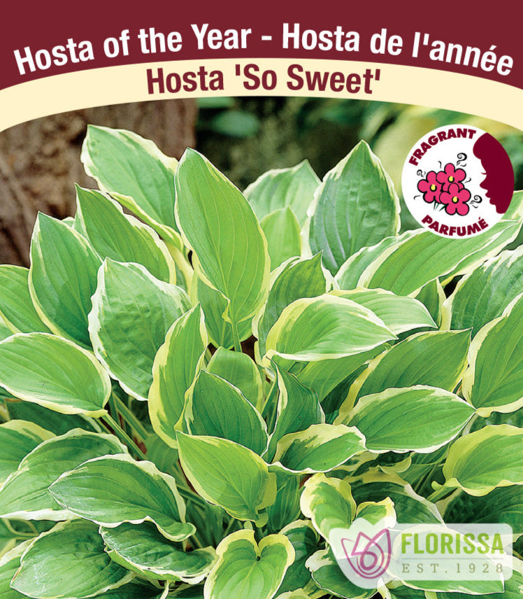 Hosta - So Sweet, 1 Pack