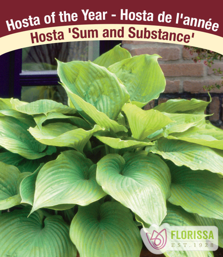 Hosta - Sum & Substance, 1 Pack
