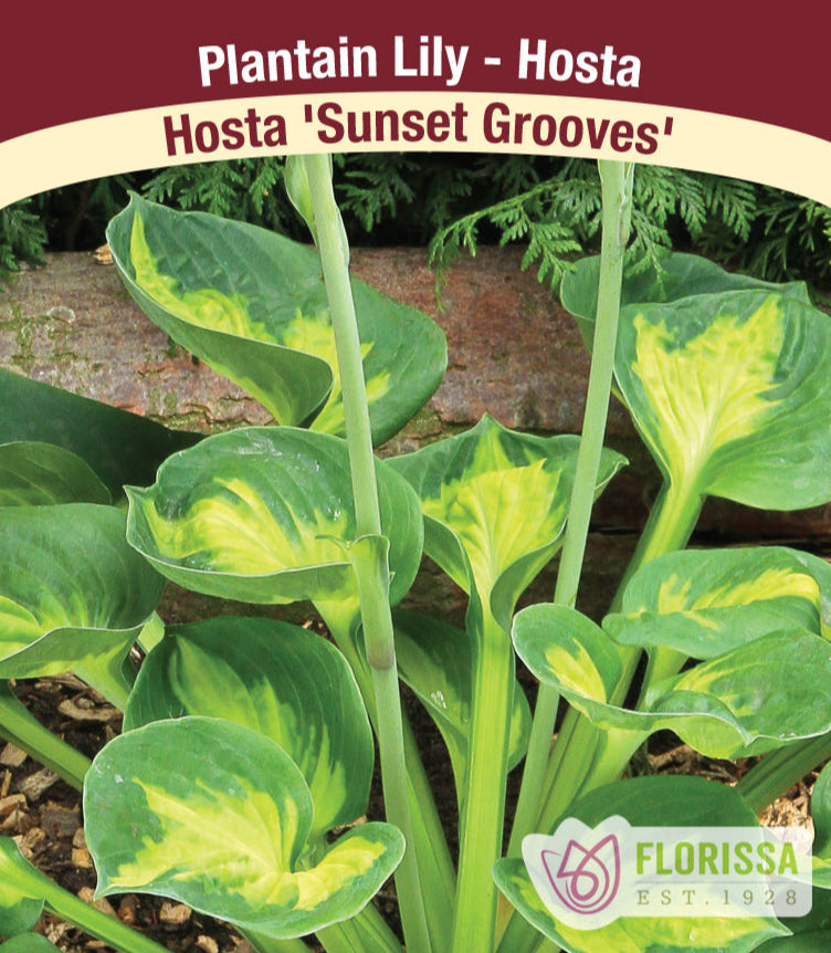 Hosta - Sunset Grooves, 1 Pack