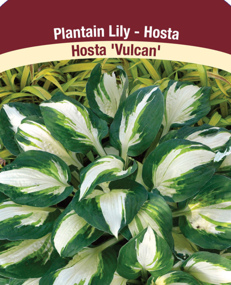 Hosta - Vulcan, 1 Pack