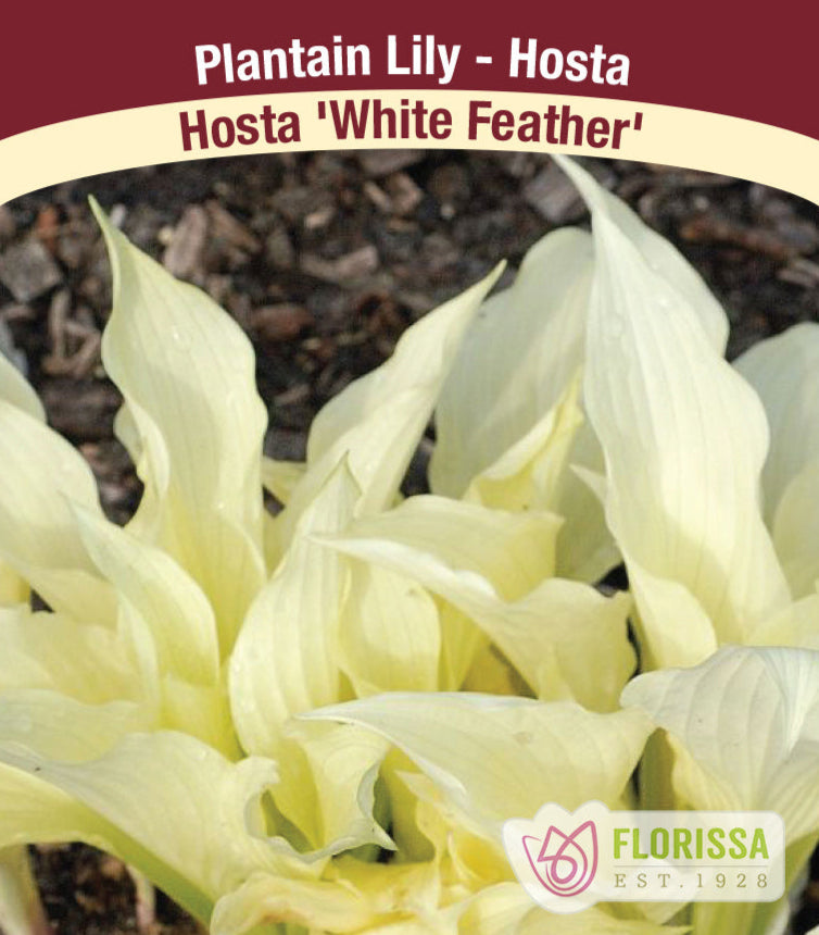 hosta white feather plantain lily Hosta