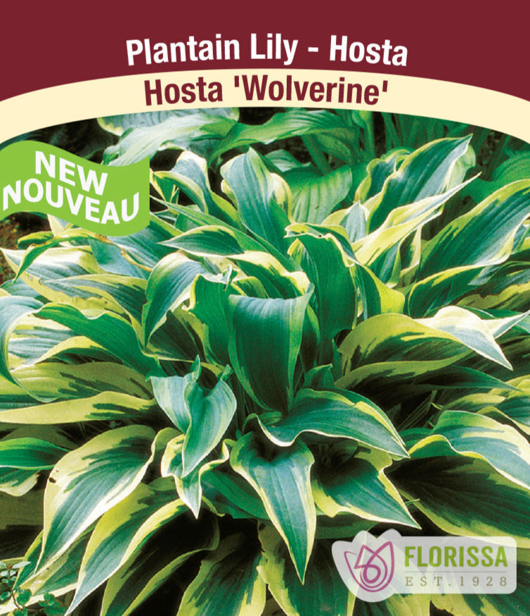 Hosta - Wolverine, 1 Pack