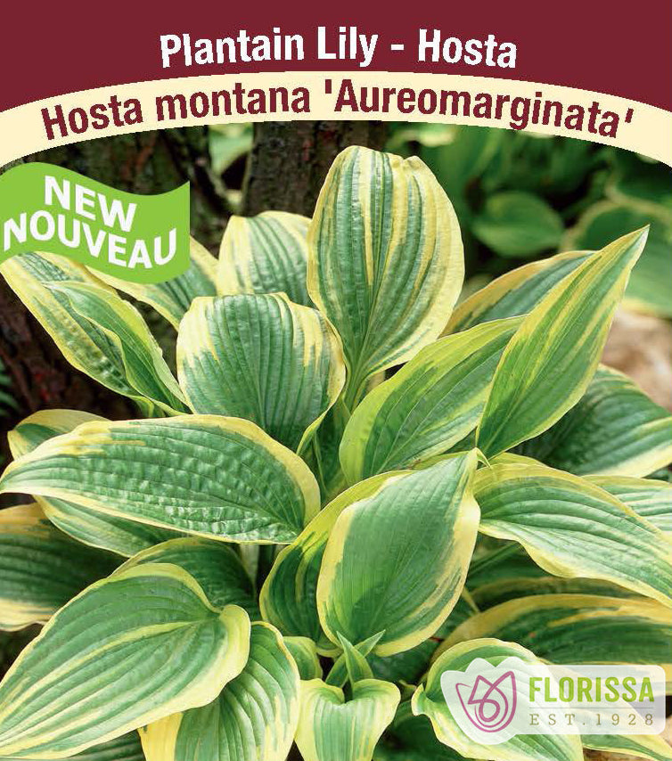 Hosta - Aureomarginata (Montana ), 1 Pack