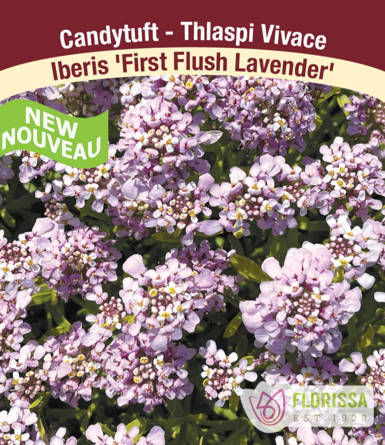 Iberis - First Flush Lavender, 1 Pack