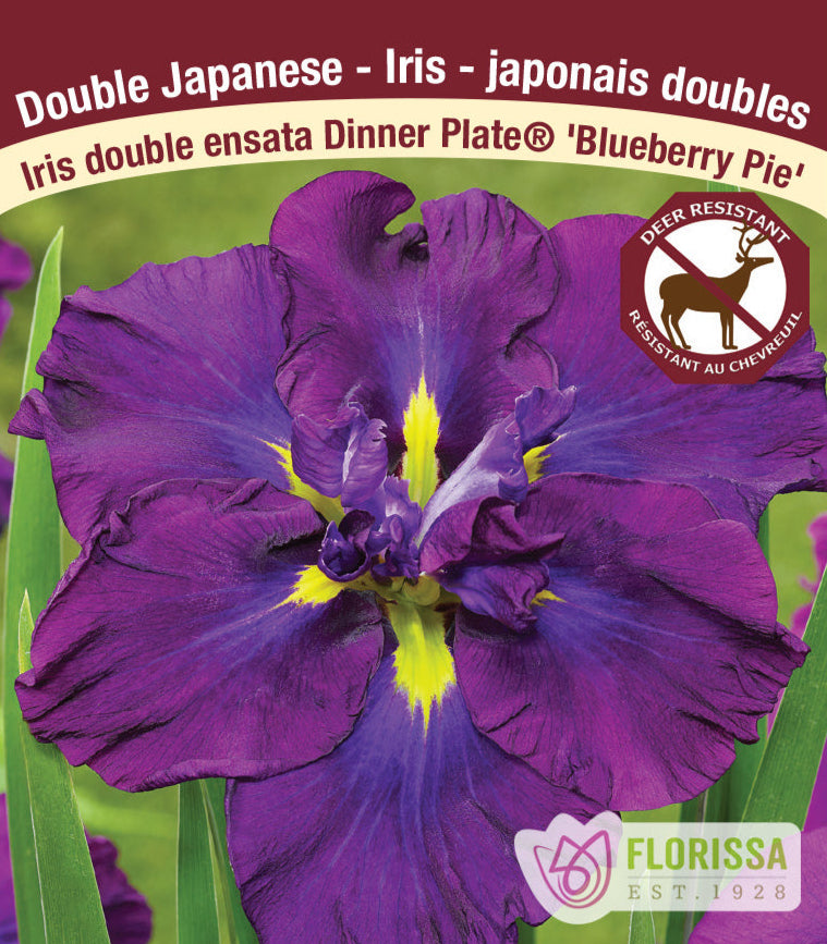 Iris Ensata Dinner Plate - Blueberry Pie, 1 Pack