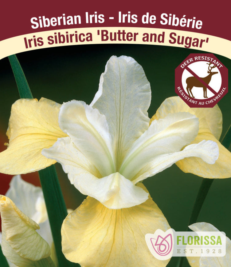 Iris sibirica - Butter and Sugar, 1 Pack