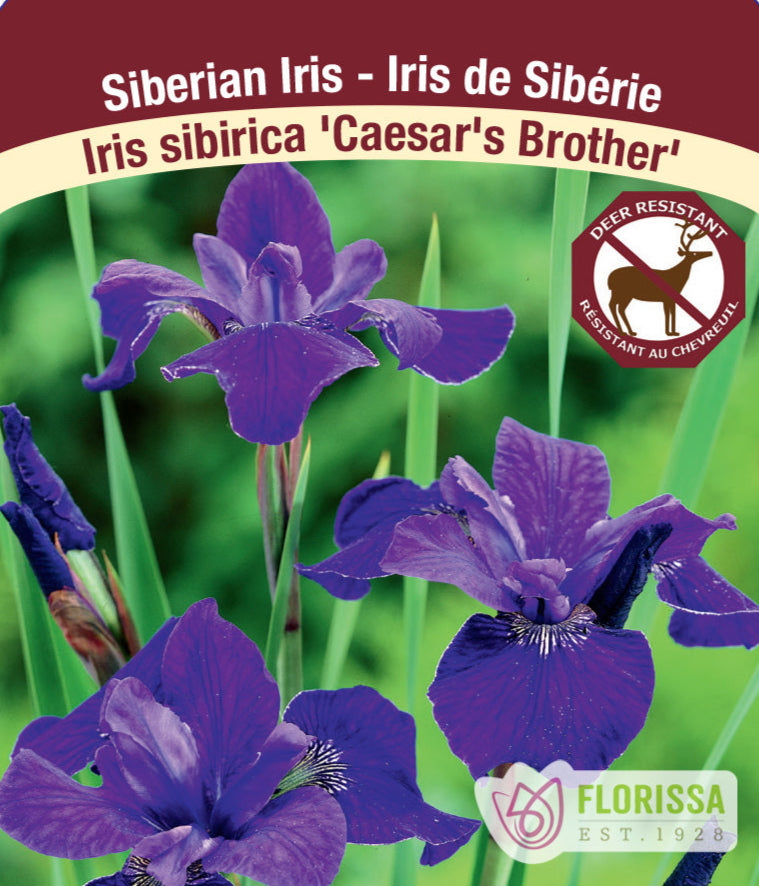 Iris sibirica - Caesar's brother