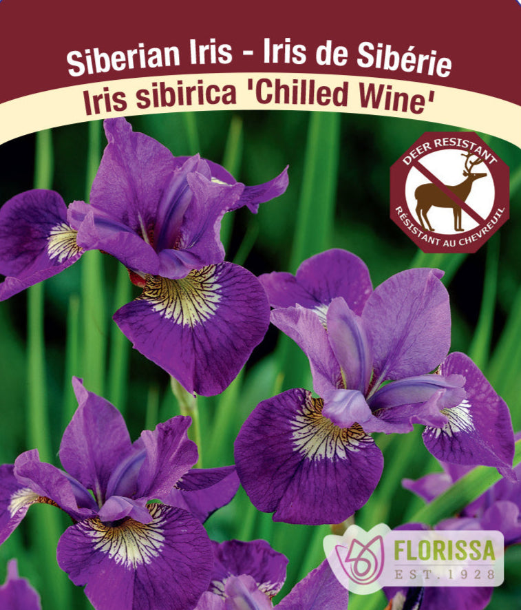 Iris sibirica - Chilled Wine, 1 Pack