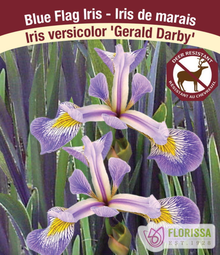 Iris versicolor - Gerald Darby, 1 Pack