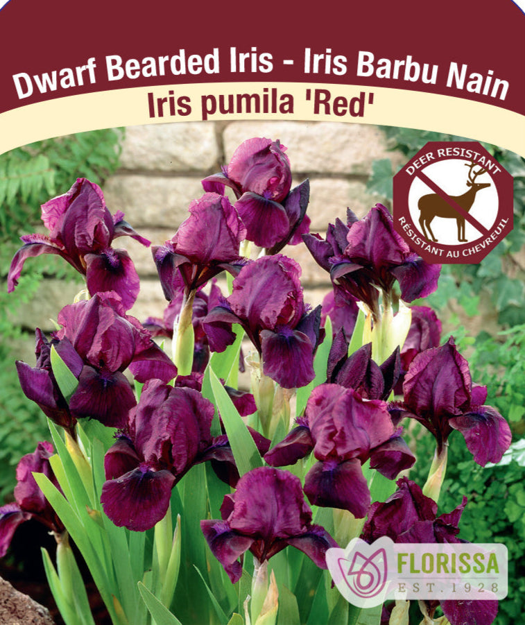 Iris pumila - Red, 1 Pack