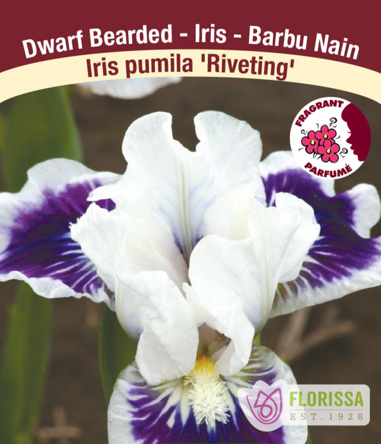 Iris pumila - Riveting, 1 Pack