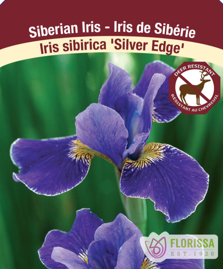 Iris sibirica - Silver Edge, 1 Pack