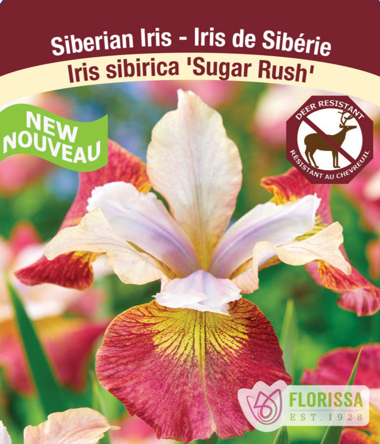 Iris sibirica - Sugar Rush, 1 Pack