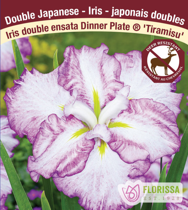 Iris ensata Dinner Plate - Tiramisu, 1 Pack