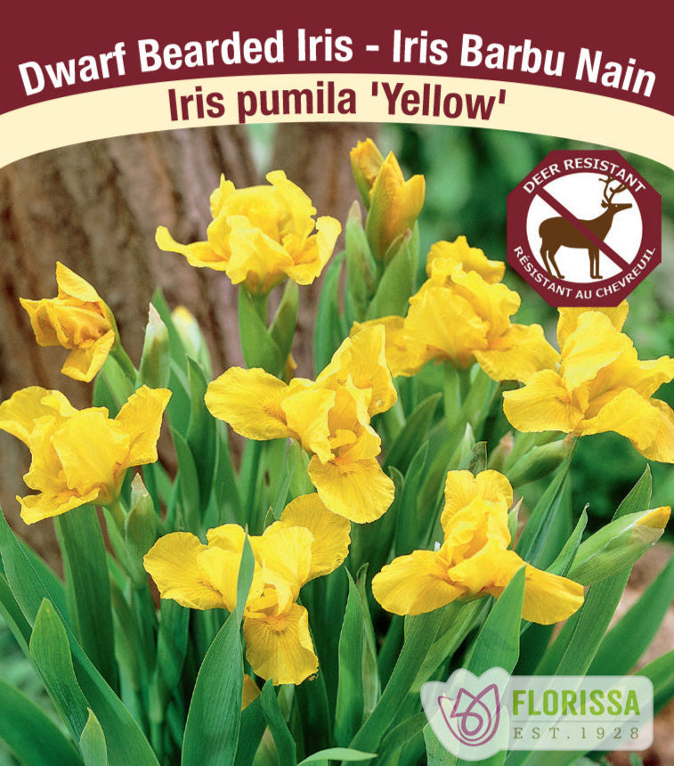 Iris pumila - Yellow, 1 Pack