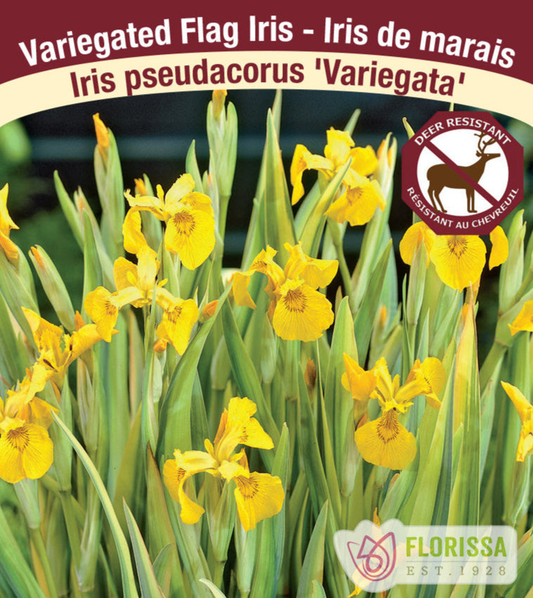 Iris pseudacorus - Variegata, 1 Pack