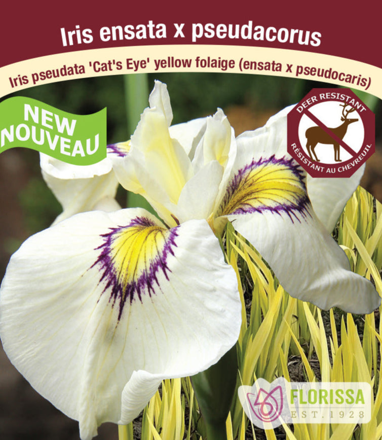Iris pseudata - Cat's Eye, 1 Pack