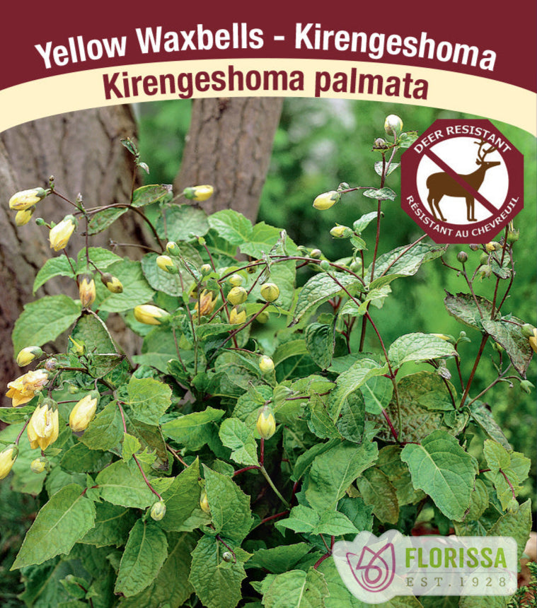 Kirengeshoma - palmata, 1 Pack