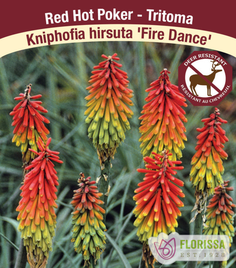 Kniphofia hirsuta - Fire Dance, 1 Pack