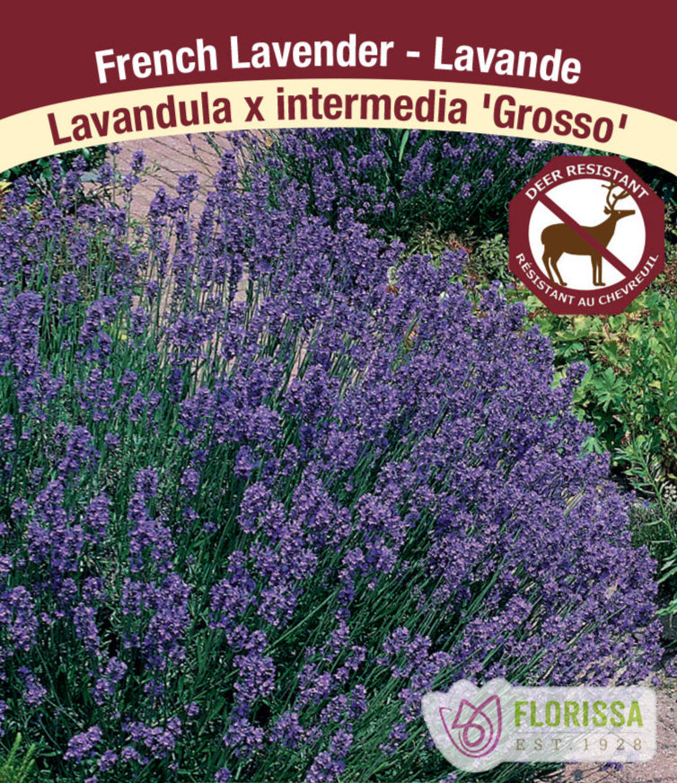 Lavandula × intermedia - Grosso, 1 Pack