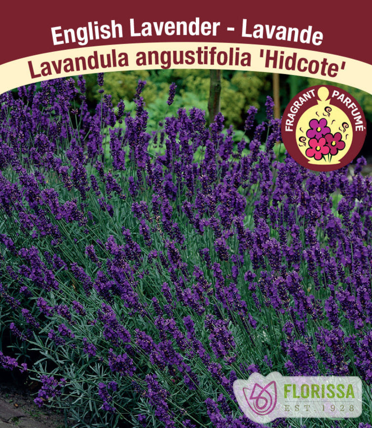 Lavandula angustifolia - Hidcote, 1 Pack
