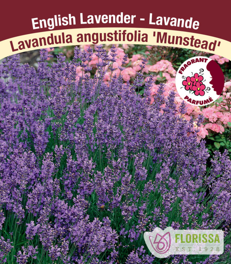 Lavandula angustifolia - Munstead, 1 Pack
