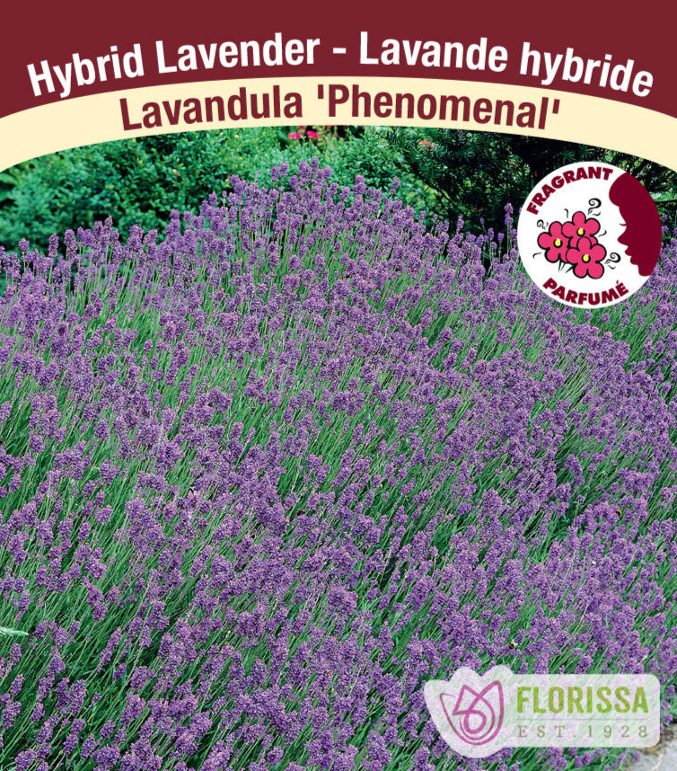 Lavandula × intermedia - Phenomenal, 1 Pack