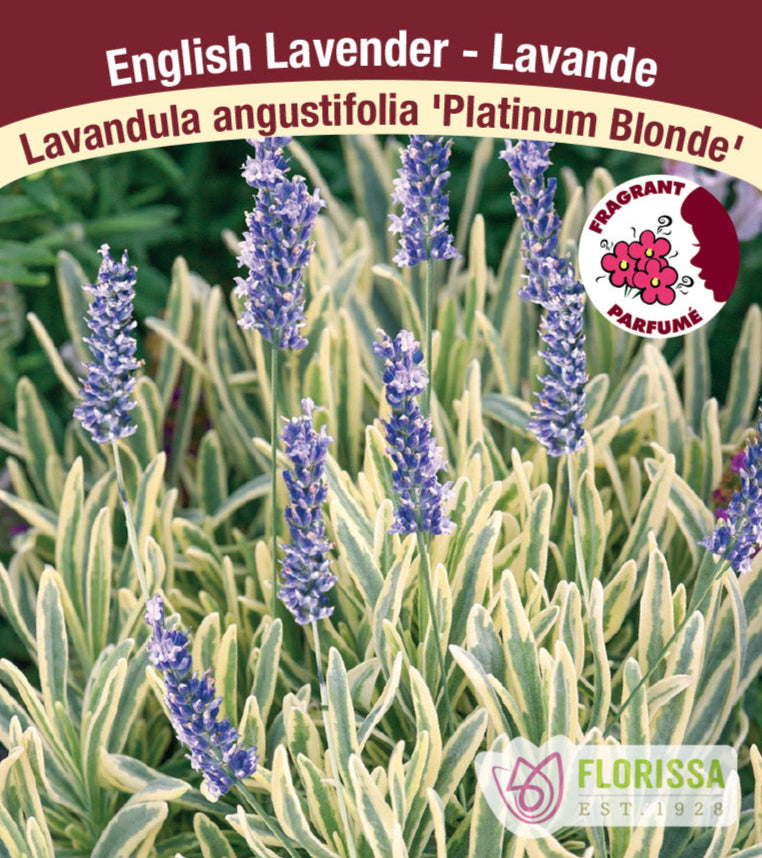 Lavandula angustifolia - Platinum Blonde, 1 Pack