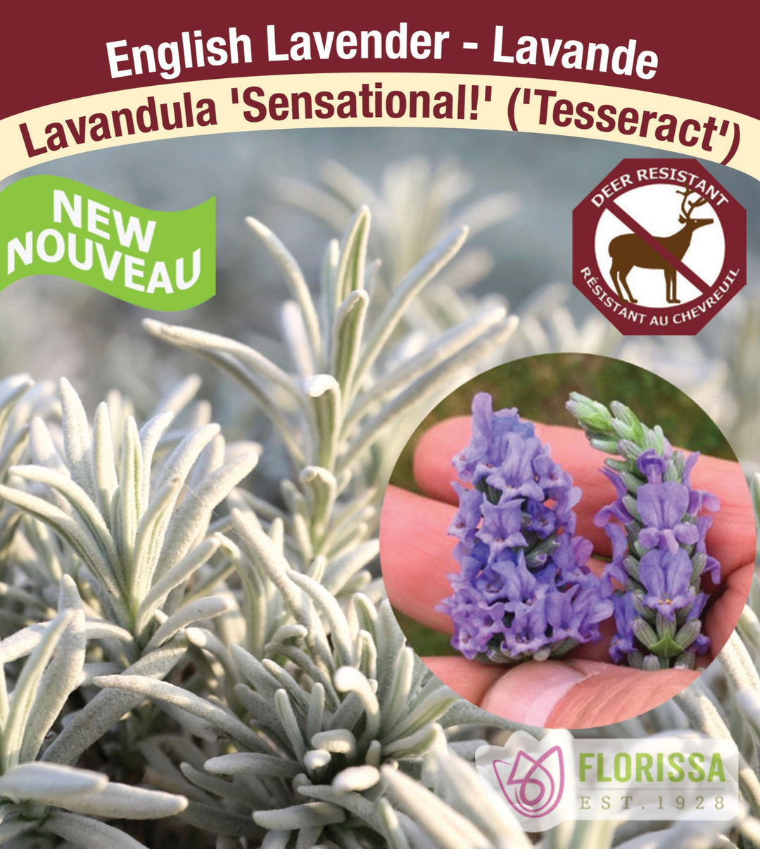 Lavandula × intermedia - Sensational!, 1 Pack