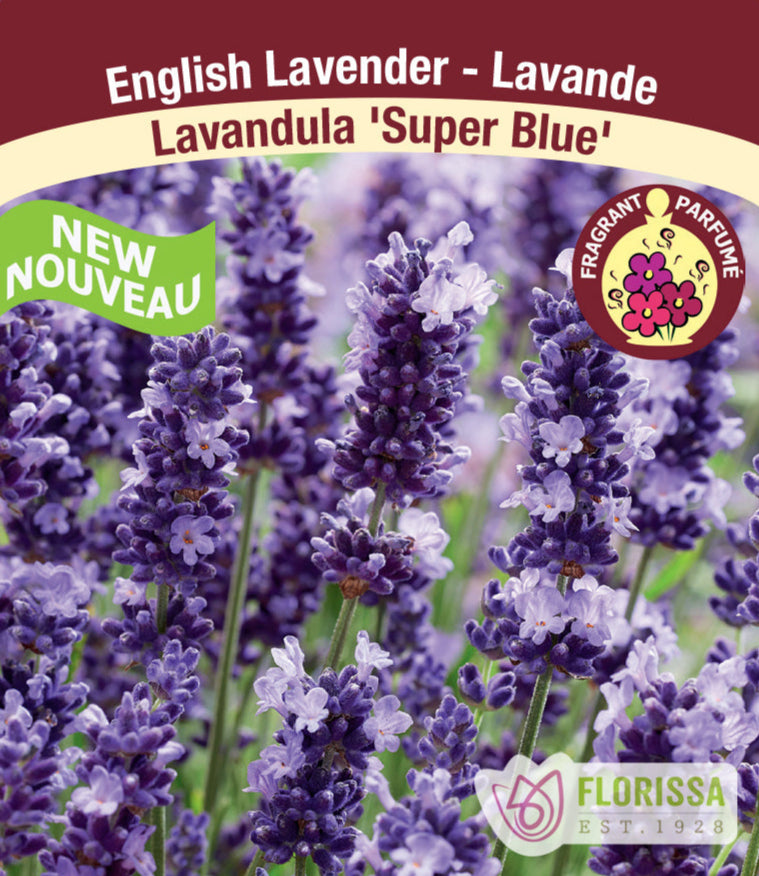 Lavandula angustifolia – Super Blue, 1 Pack