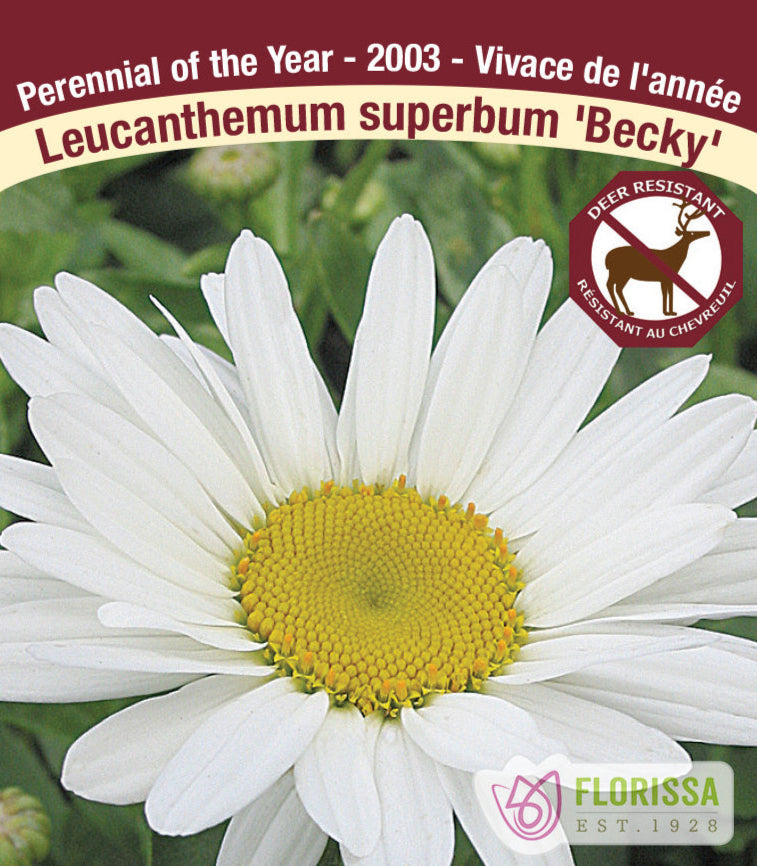 Leucanthemum - Becky, 1 Pack