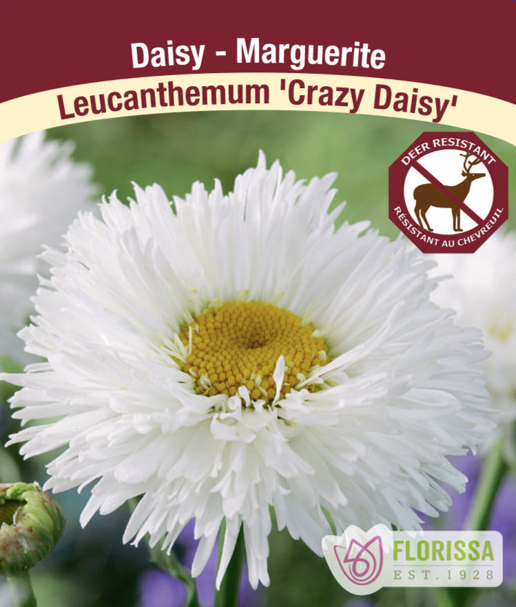 Leucanthemum - Crazy Daisy, 1 Pack