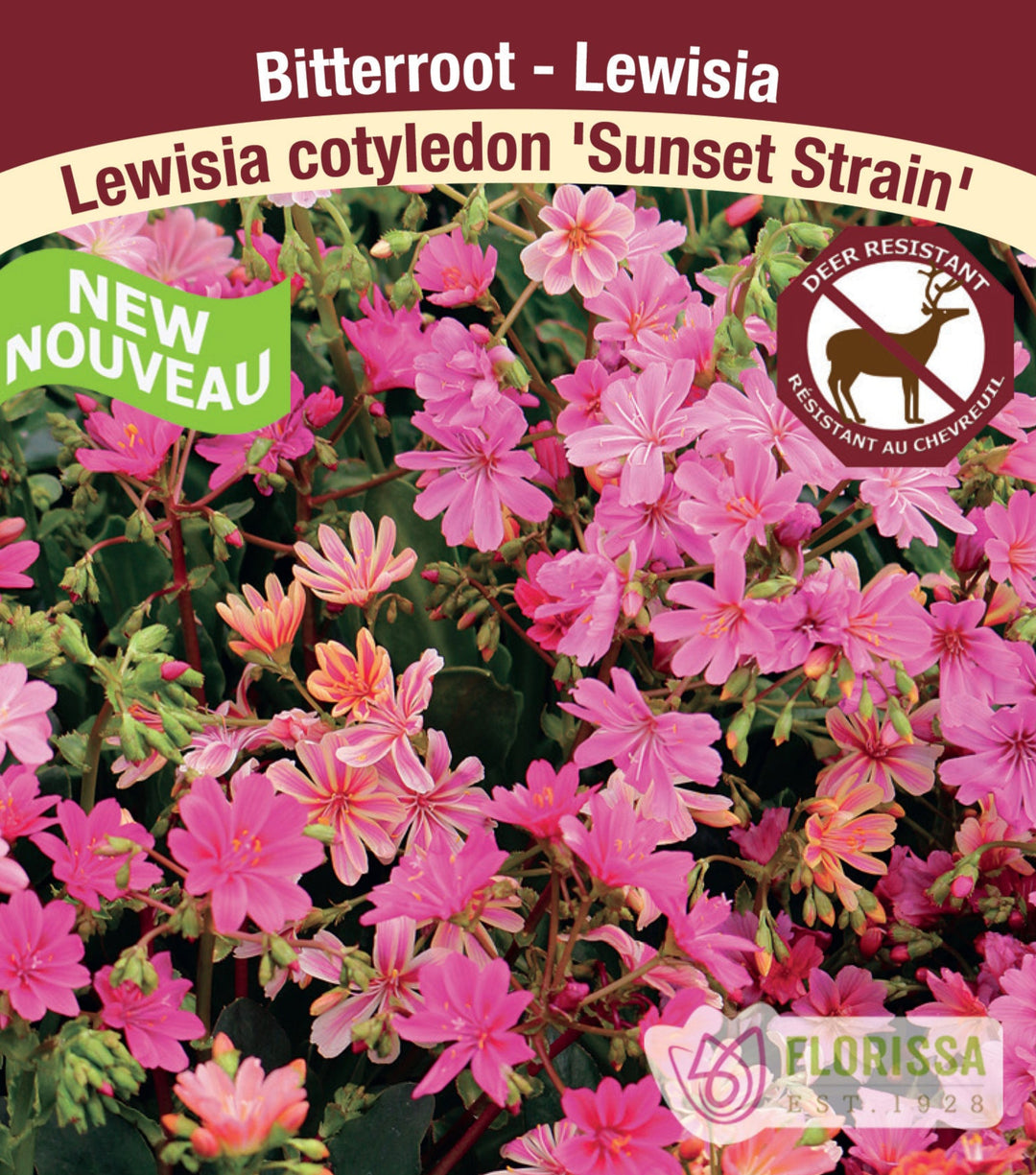 Lewisia cotyledon - Sunset Strain, 1 Pack
