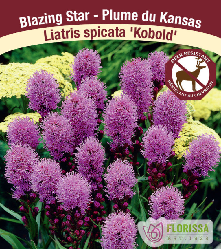 Liatris spicata - Kobold, 1 Pack