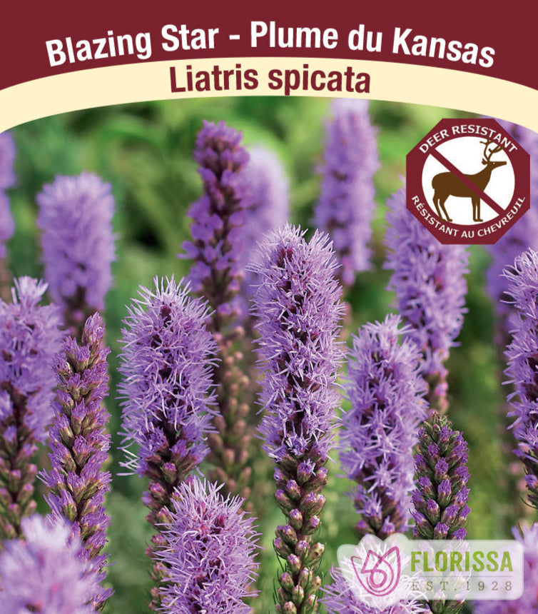 Liatris - spicata, 1 Pack