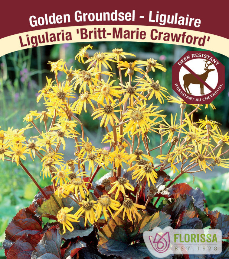 Ligularia dentata - Britt-Marie Crawford, 1 Pack