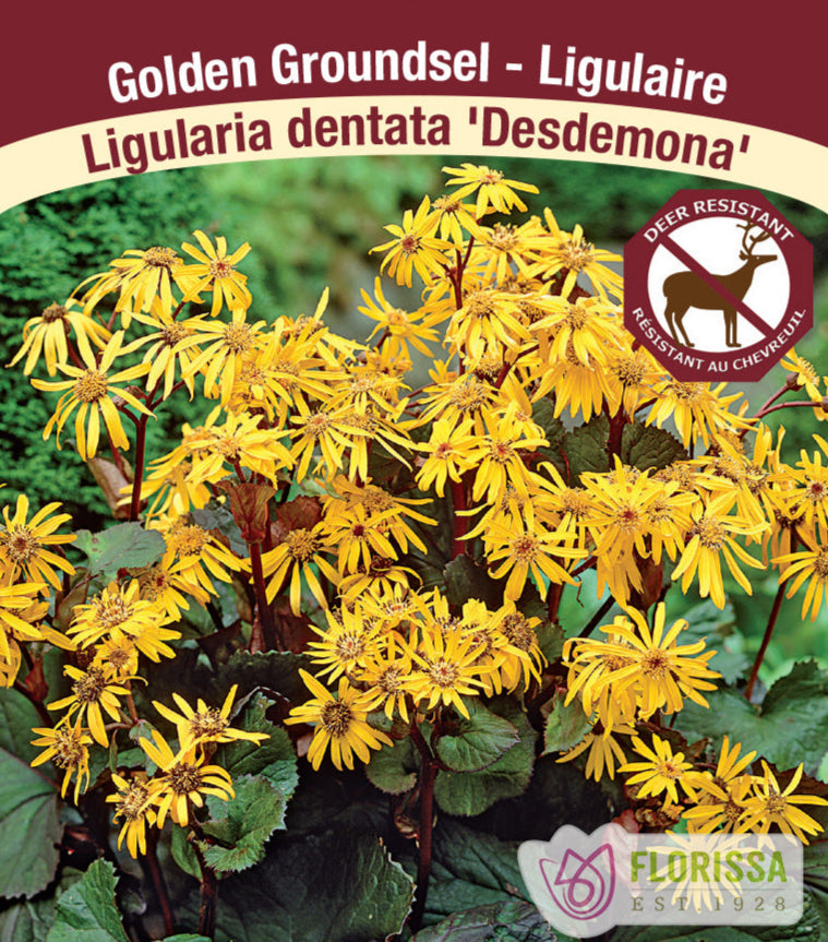 Ligularia dentata - Desdemona, 1 Pack