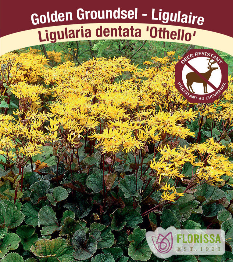 Ligularia dentata - Othello, 1 Pack