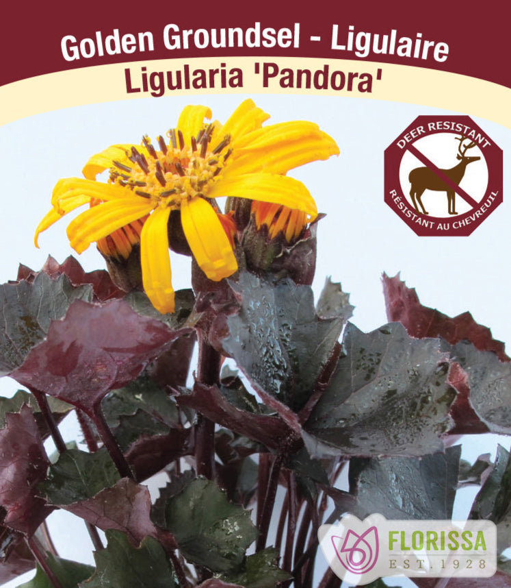 Ligularia dentata - Pandora, 1 Pack