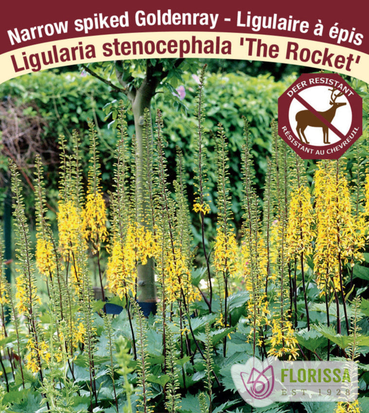 Ligularia stenocephala - The Rocket, 1 Pack