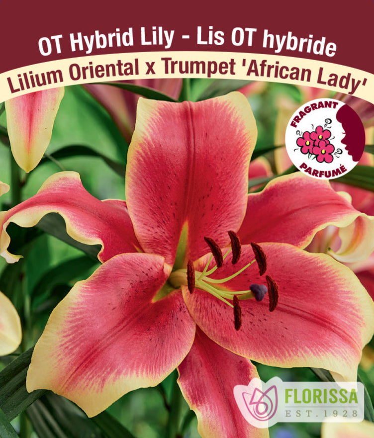 Lilium Oriental x Trumpet - African Lady, 1 Pack