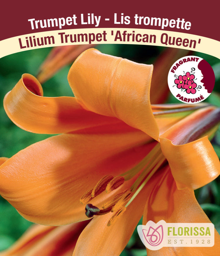 Lilium Trumpet - African Queen, 1 Pack