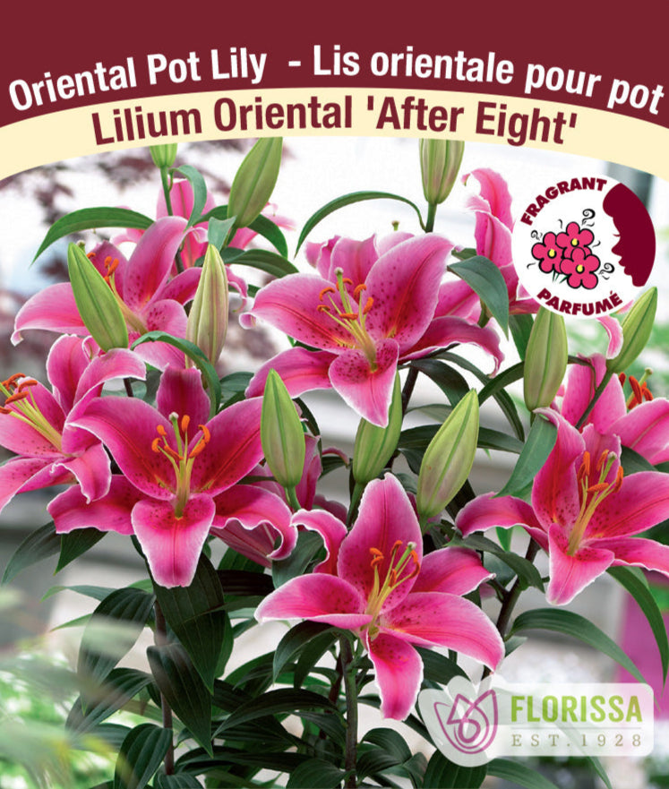 Lilium Oriental Pot - After Eight, 1 Pack