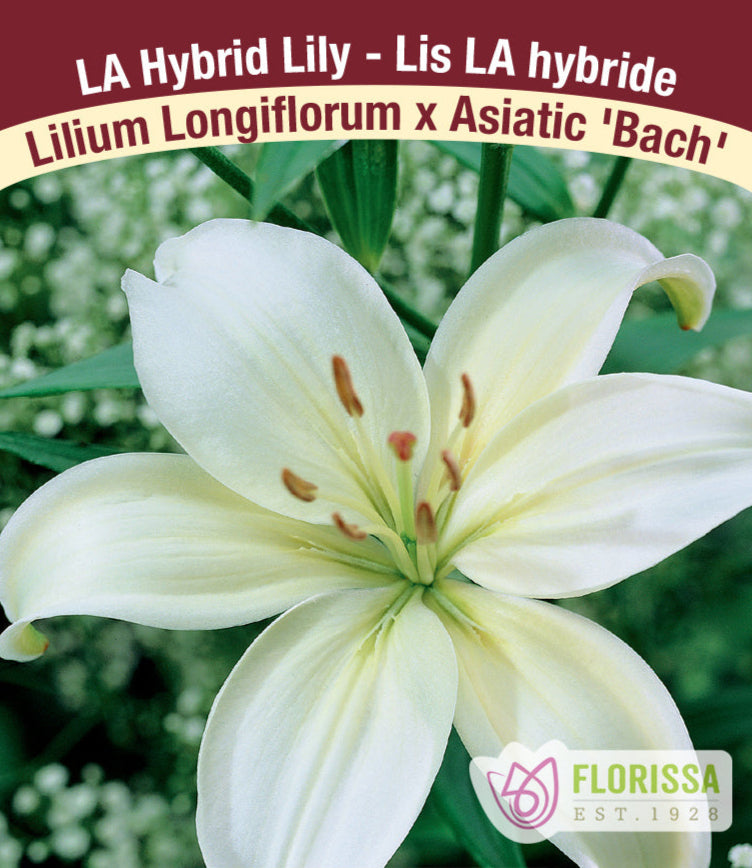 Lilium Longifolium x Asiatic - Bach, 1 Pack