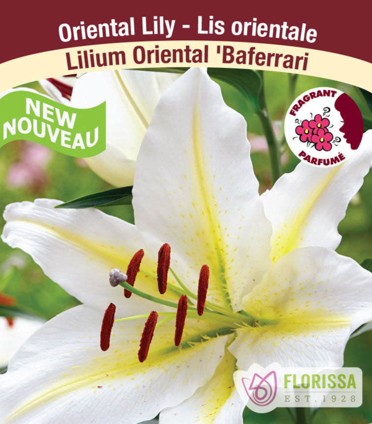 Lilium Oriental - Baferrari, 1 Pack